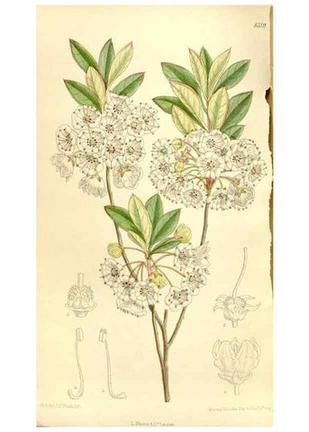 Reproducción/Reproduction 35246774493: Curtis's botanical magazine.. London ; New York [etc.] :Academic Press [etc.]