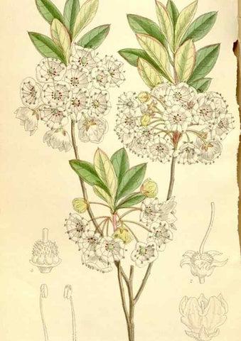 Reproducción/Reproduction 35246774493: Curtis's botanical magazine.. London ; New York [etc.] :Academic Press [etc.]