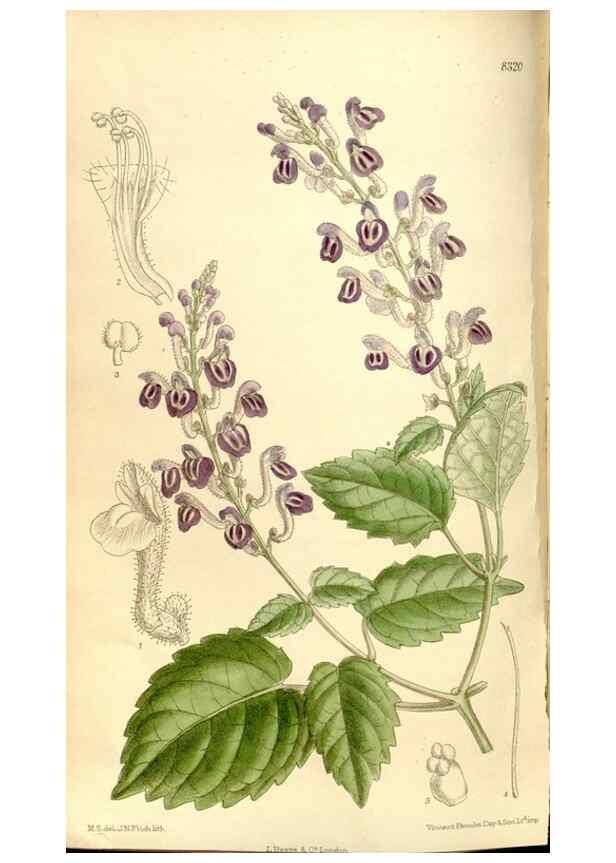Reproducción/Reproduction 35246776093: Curtis's botanical magazine.. London ; New York [etc.] :Academic Press [etc.]