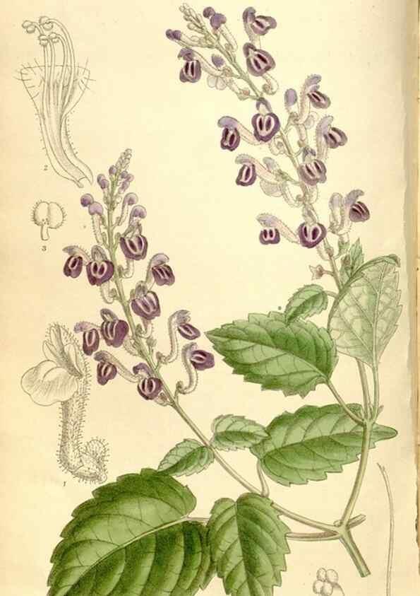 Reproducción/Reproduction 35246776093: Curtis's botanical magazine.. London ; New York [etc.] :Academic Press [etc.]