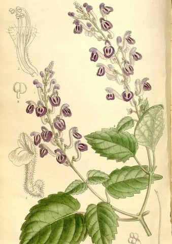 Reproducción/Reproduction 35246776093: Curtis's botanical magazine.. London ; New York [etc.] :Academic Press [etc.]