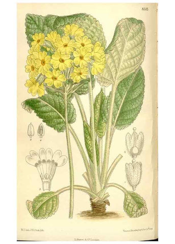 Reproducción/Reproduction 35246763633: Curtis's botanical magazine.. London ; New York [etc.] :Academic Press [etc.]