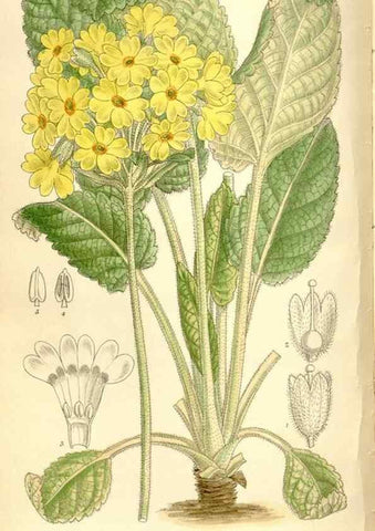 Reproducción/Reproduction 35246763633: Curtis's botanical magazine.. London ; New York [etc.] :Academic Press [etc.]