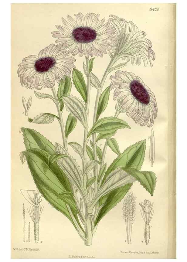 Reproducción/Reproduction 35922648541: Curtis's botanical magazine.. London ; New York [etc.] :Academic Press [etc.]
