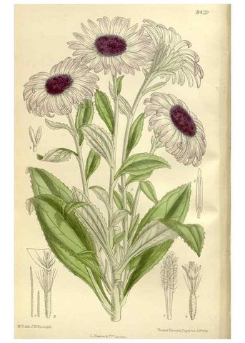 Reproducción/Reproduction 35922648541: Curtis's botanical magazine.. London ; New York [etc.] :Academic Press [etc.]