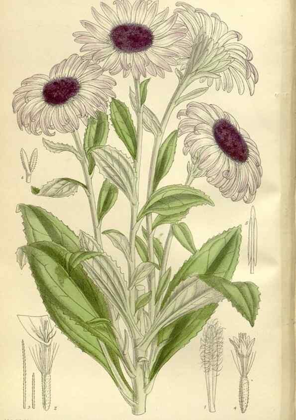 Reproducción/Reproduction 35922648541: Curtis's botanical magazine.. London ; New York [etc.] :Academic Press [etc.]