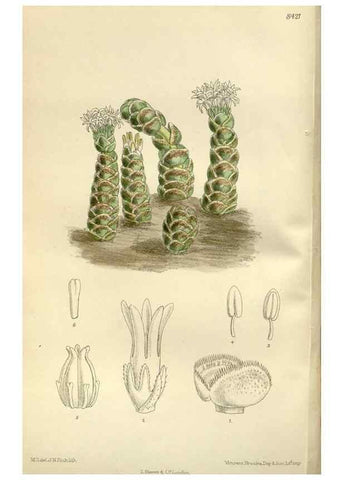 Reproducción/Reproduction 36056346425: Curtis's botanical magazine.. London ; New York [etc.] :Academic Press [etc.]