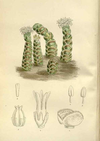 Reproducción/Reproduction 36056346425: Curtis's botanical magazine.. London ; New York [etc.] :Academic Press [etc.]