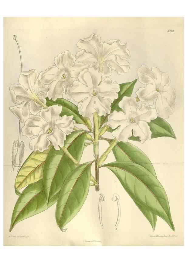 Reproducción/Reproduction 35922652001: Curtis's botanical magazine.. London ; New York [etc.] :Academic Press [etc.]