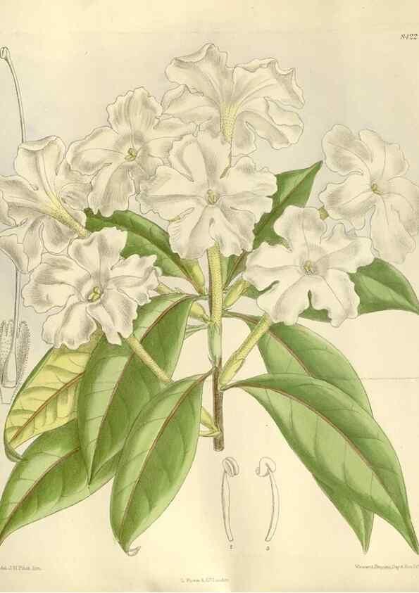 Reproducción/Reproduction 35922652001: Curtis's botanical magazine.. London ; New York [etc.] :Academic Press [etc.]