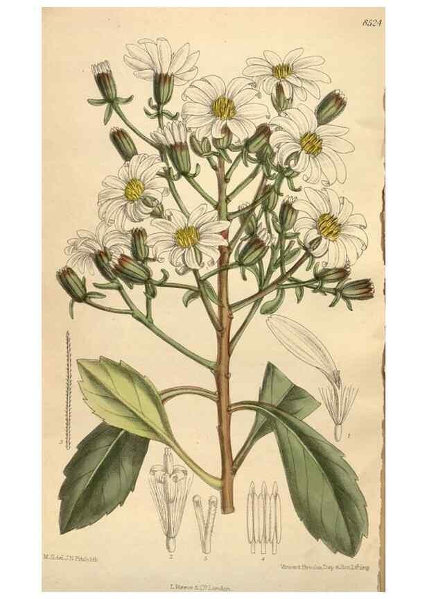 Reproducción/Reproduction 35247642023: Curtis's botanical magazine.. London ; New York [etc.] :Academic Press [etc.]