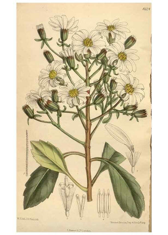 Reproducción/Reproduction 35247642023: Curtis's botanical magazine.. London ; New York [etc.] :Academic Press [etc.]