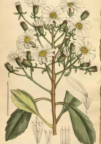 Reproducción/Reproduction 35247642023: Curtis's botanical magazine.. London ; New York [etc.] :Academic Press [etc.]