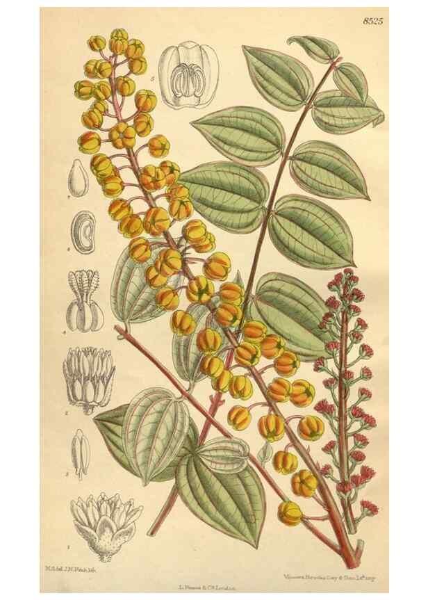 Reproducción/Reproduction 35885231632: Curtis's botanical magazine.. London ; New York [etc.] :Academic Press [etc.]