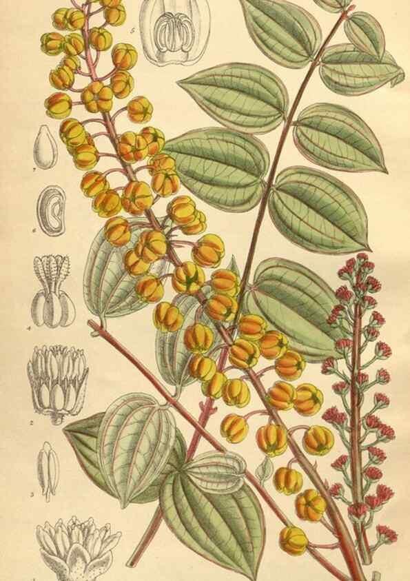 Reproducción/Reproduction 35885231632: Curtis's botanical magazine.. London ; New York [etc.] :Academic Press [etc.]