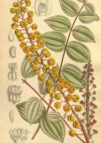 Reproducción/Reproduction 35885231632: Curtis's botanical magazine.. London ; New York [etc.] :Academic Press [etc.]