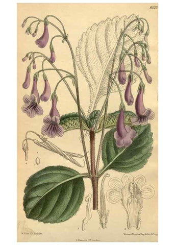 Reproducción/Reproduction 35885233732: Curtis's botanical magazine.. London ; New York [etc.] :Academic Press [etc.]