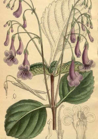 Reproducción/Reproduction 35885233732: Curtis's botanical magazine.. London ; New York [etc.] :Academic Press [etc.]