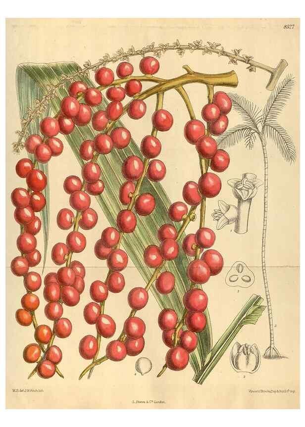 Reproducción/Reproduction 35885235382: Curtis's botanical magazine.. London ; New York [etc.] :Academic Press [etc.]