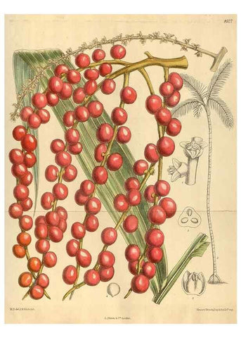 Reproducción/Reproduction 35885235382: Curtis's botanical magazine.. London ; New York [etc.] :Academic Press [etc.]