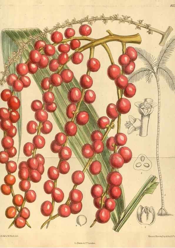 Reproducción/Reproduction 35885235382: Curtis's botanical magazine.. London ; New York [etc.] :Academic Press [etc.]