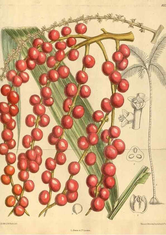 Reproducción/Reproduction 35885235382: Curtis's botanical magazine.. London ; New York [etc.] :Academic Press [etc.]