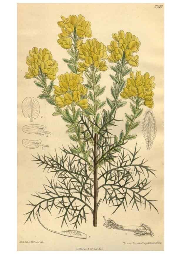 Reproducción/Reproduction 35885237162: Curtis's botanical magazine.. London ; New York [etc.] :Academic Press [etc.]
