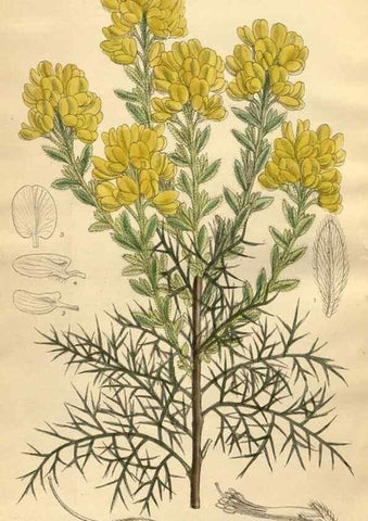 Reproducción/Reproduction 35885237162: Curtis's botanical magazine.. London ; New York [etc.] :Academic Press [etc.]