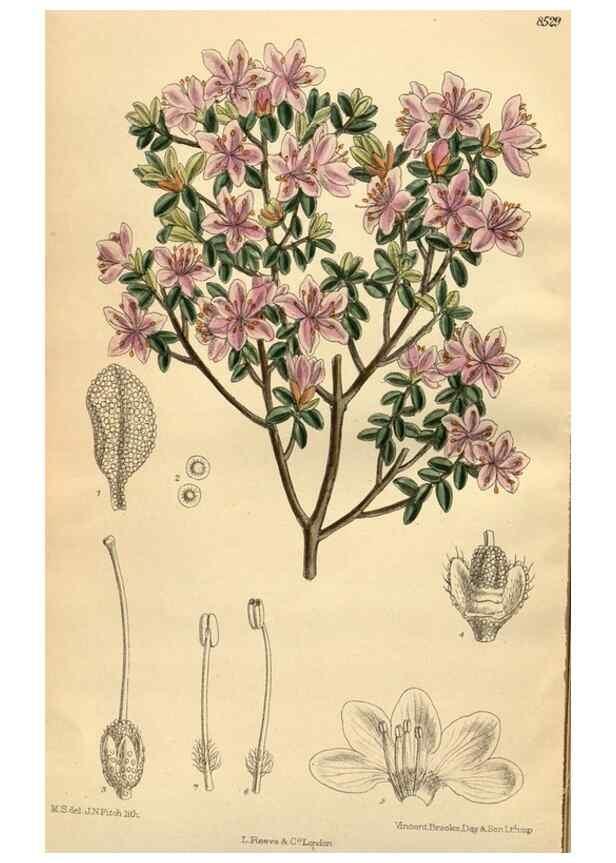 Reproducción/Reproduction 35666982000: Curtis's botanical magazine.. London ; New York [etc.] :Academic Press [etc.]
