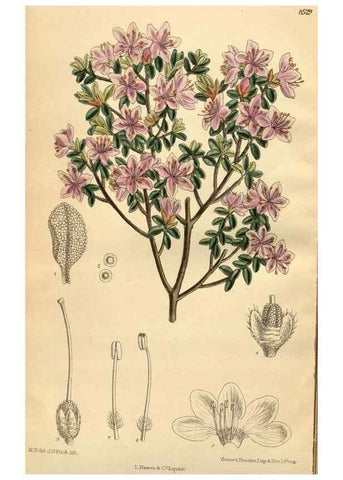 Reproducción/Reproduction 35666982000: Curtis's botanical magazine.. London ; New York [etc.] :Academic Press [etc.]