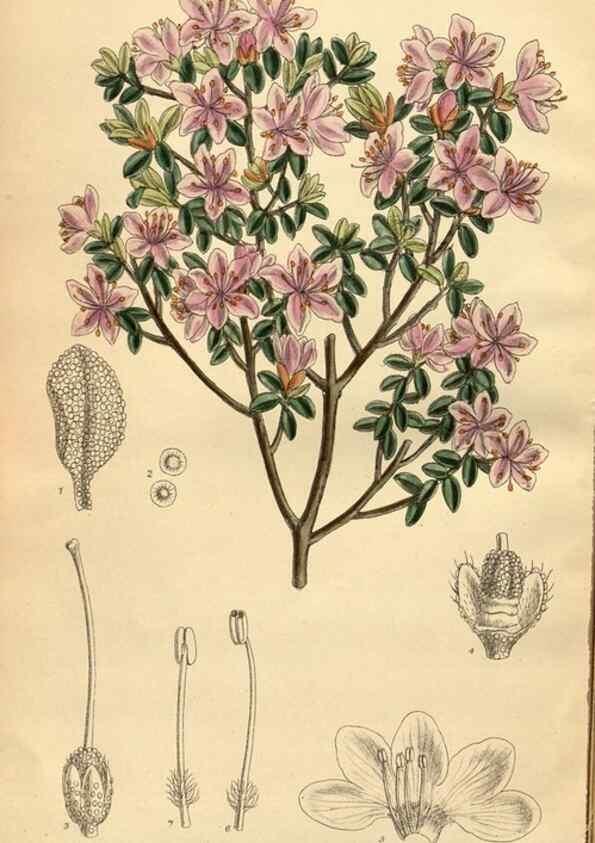 Reproducción/Reproduction 35666982000: Curtis's botanical magazine.. London ; New York [etc.] :Academic Press [etc.]