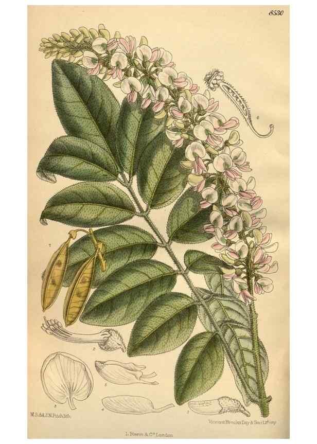 Reproducción/Reproduction 35666982980: Curtis's botanical magazine.. London ; New York [etc.] :Academic Press [etc.]