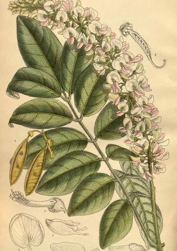 Reproducción/Reproduction 35666982980: Curtis's botanical magazine.. London ; New York [etc.] :Academic Press [etc.]