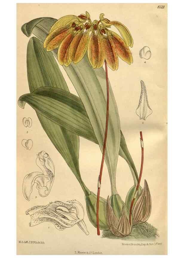 Reproducción/Reproduction 35666984040: Curtis's botanical magazine.. London ; New York [etc.] :Academic Press [etc.]