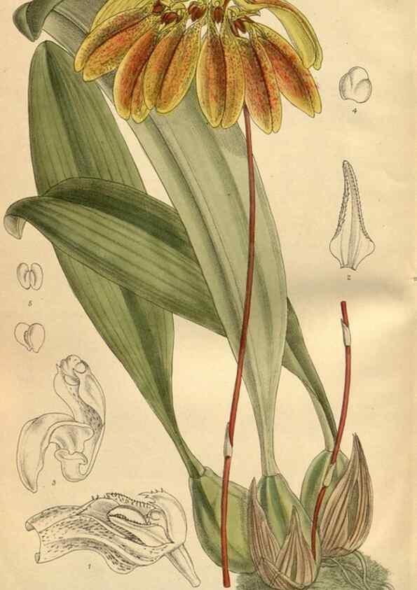 Reproducción/Reproduction 35666984040: Curtis's botanical magazine.. London ; New York [etc.] :Academic Press [etc.]