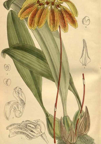 Reproducción/Reproduction 35666984040: Curtis's botanical magazine.. London ; New York [etc.] :Academic Press [etc.]