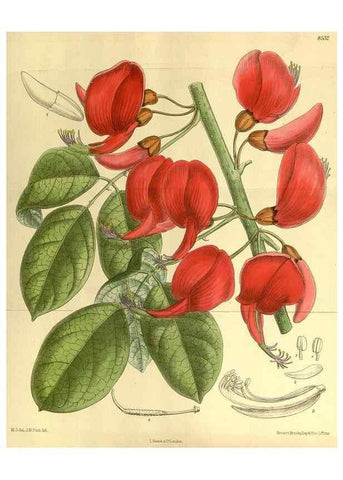 Reproducción/Reproduction 35885272622: Curtis's botanical magazine.. London ; New York [etc.] :Academic Press [etc.]