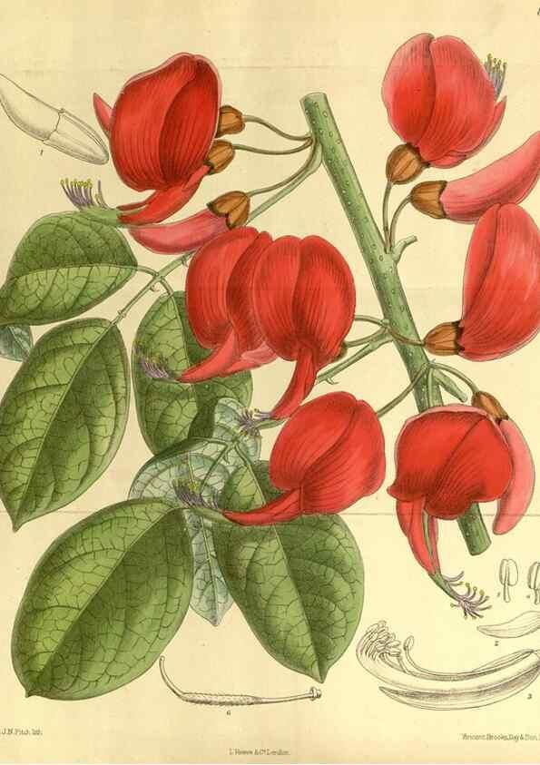 Reproducción/Reproduction 35885272622: Curtis's botanical magazine.. London ; New York [etc.] :Academic Press [etc.]