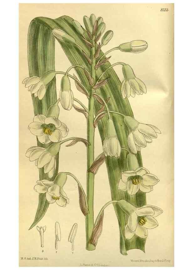 Reproducción/Reproduction 35885275452: Curtis's botanical magazine.. London ; New York [etc.] :Academic Press [etc.]