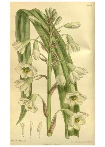 Reproducción/Reproduction 35885275452: Curtis's botanical magazine.. London ; New York [etc.] :Academic Press [etc.]