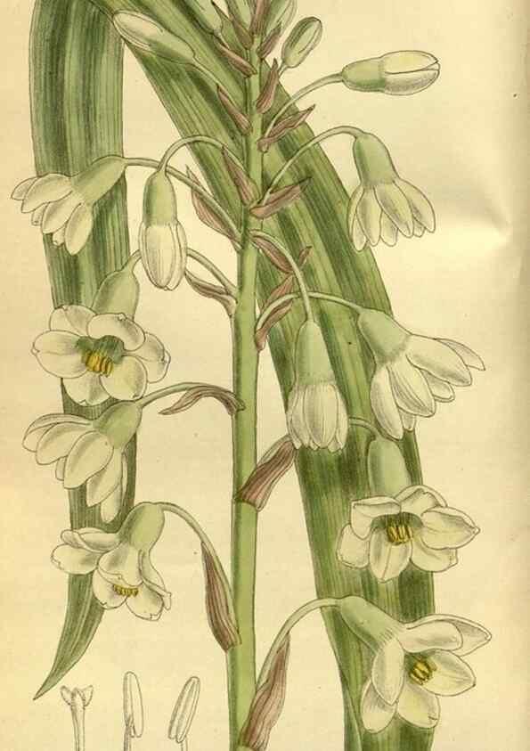 Reproducción/Reproduction 35885275452: Curtis's botanical magazine.. London ; New York [etc.] :Academic Press [etc.]
