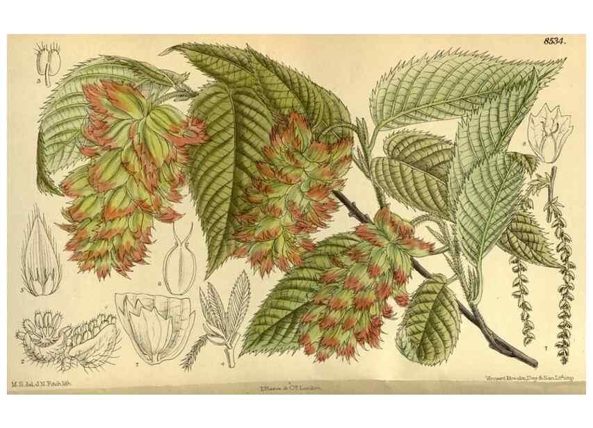 Reproducción/Reproduction 35885277672: Curtis's botanical magazine.. London ; New York [etc.] :Academic Press [etc.]
