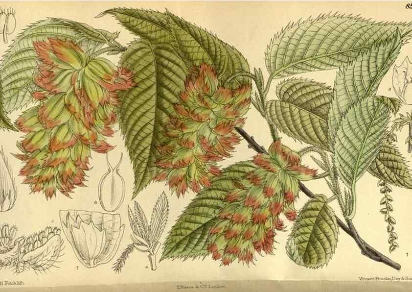 Reproducción/Reproduction 35885277672: Curtis's botanical magazine.. London ; New York [etc.] :Academic Press [etc.]