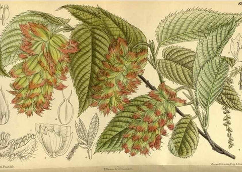 Reproducción/Reproduction 35885277672: Curtis's botanical magazine.. London ; New York [etc.] :Academic Press [etc.]