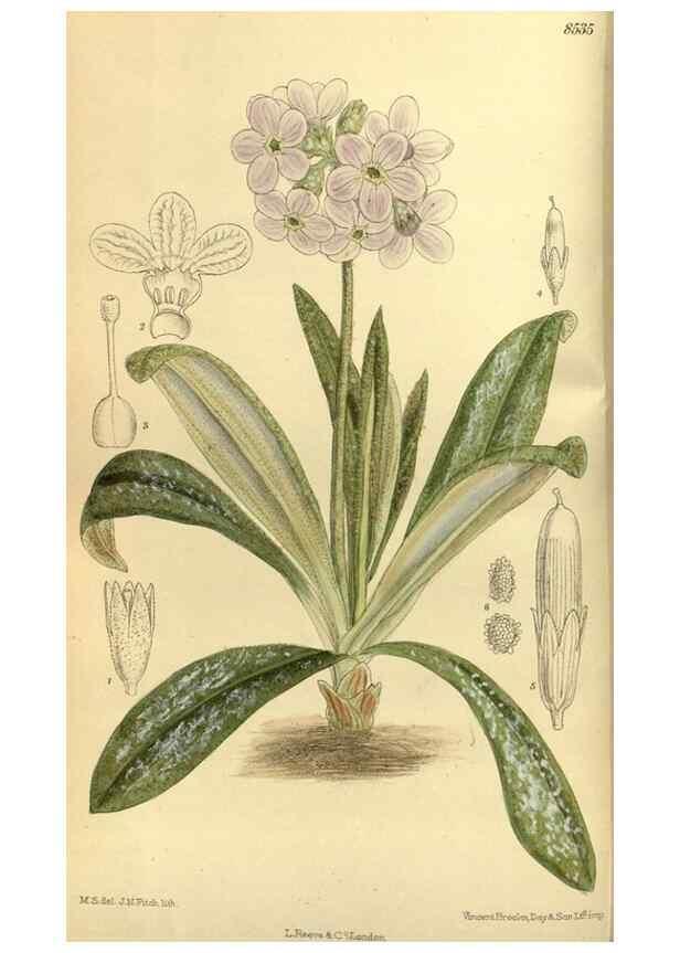 Reproducción/Reproduction 35885280712: Curtis's botanical magazine.. London ; New York [etc.] :Academic Press [etc.]