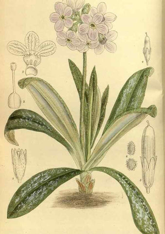 Reproducción/Reproduction 35885280712: Curtis's botanical magazine.. London ; New York [etc.] :Academic Press [etc.]