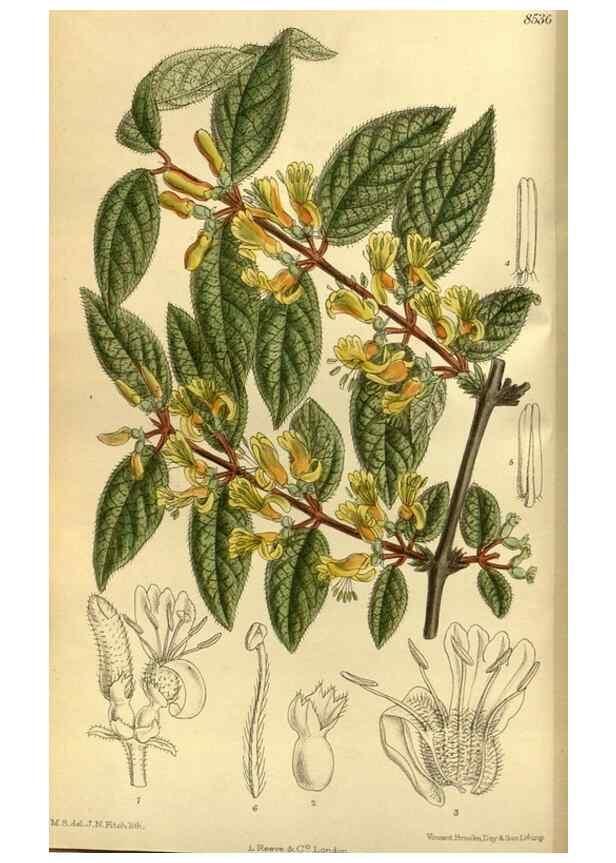 Reproducción/Reproduction 35885284012: Curtis's botanical magazine.. London ; New York [etc.] :Academic Press [etc.]