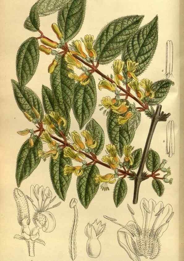Reproducción/Reproduction 35885284012: Curtis's botanical magazine.. London ; New York [etc.] :Academic Press [etc.]