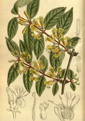 Reproducción/Reproduction 35885284012: Curtis's botanical magazine.. London ; New York [etc.] :Academic Press [etc.]