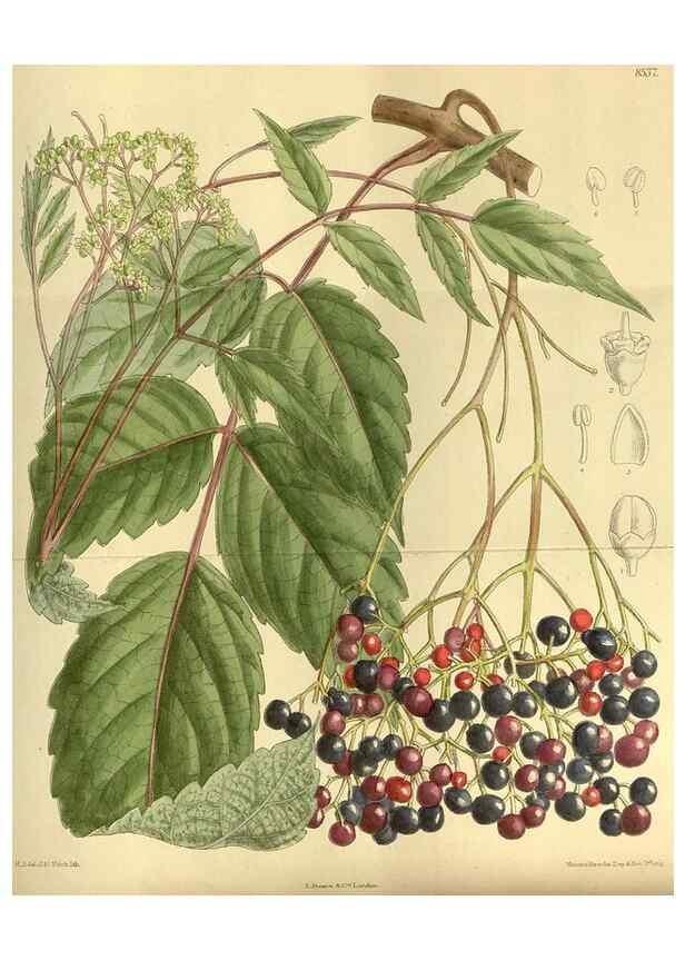 Reproducción/Reproduction 35885286812: Curtis's botanical magazine.. London ; New York [etc.] :Academic Press [etc.]